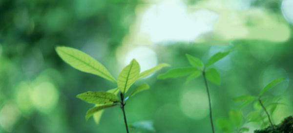 木の温もりで快適かつ健康的なライフステージを演出